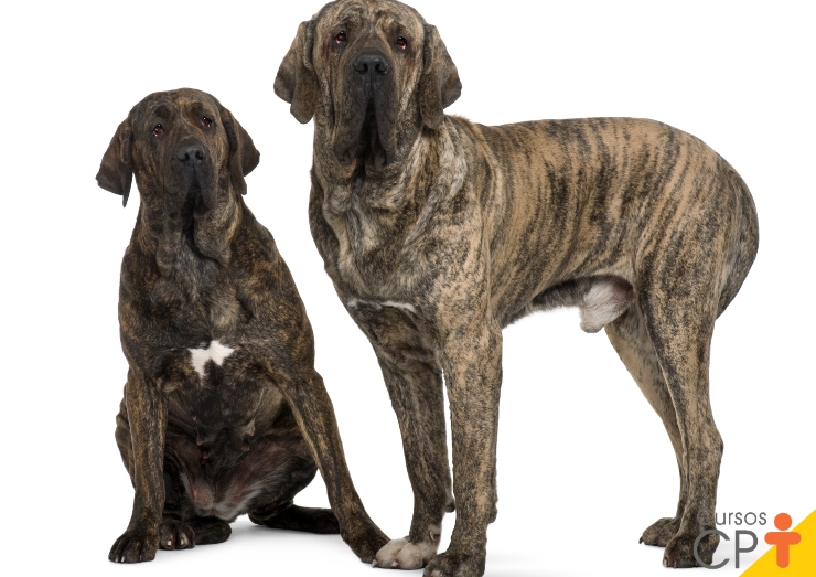 fila brasileiro