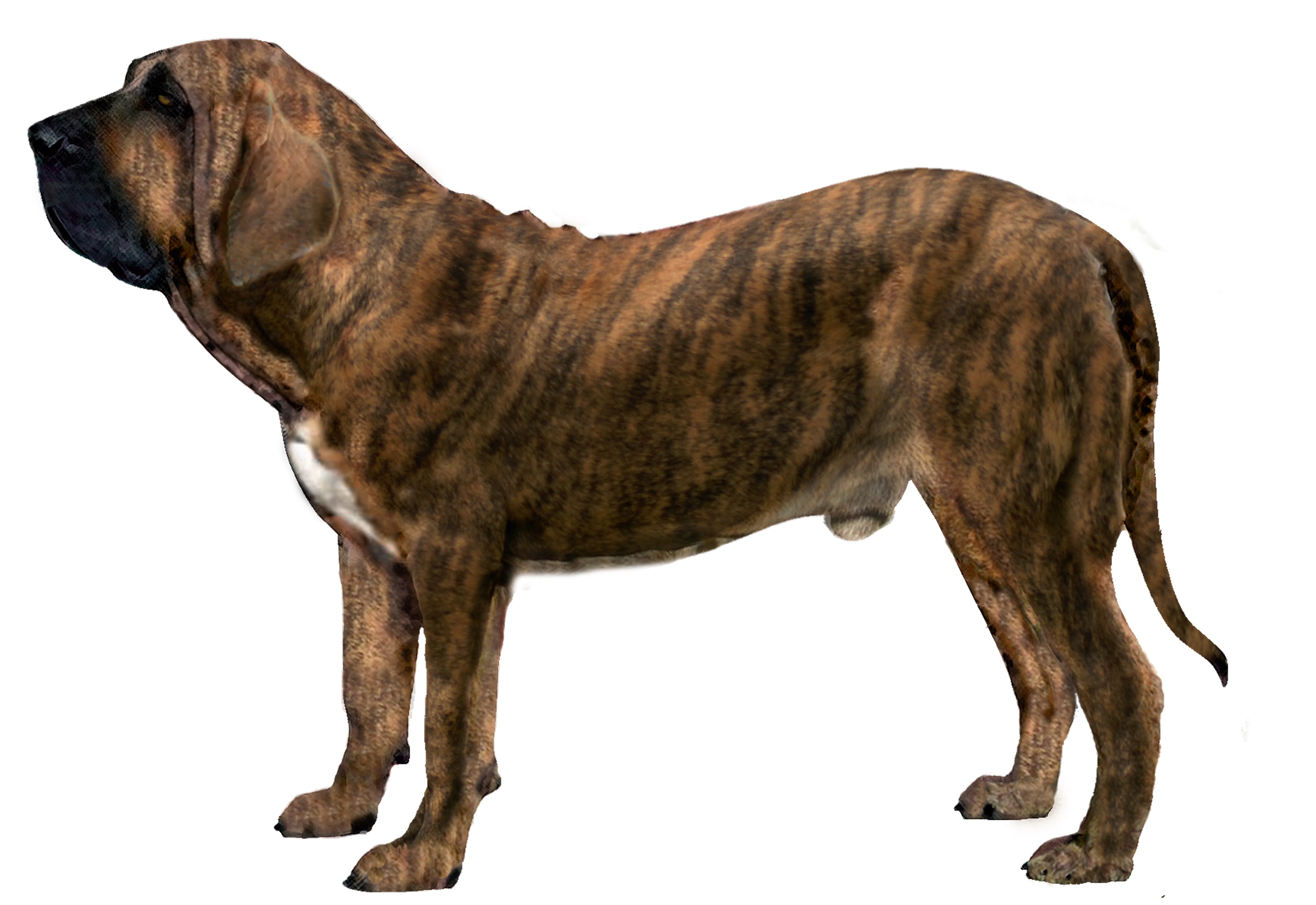 fila brasileiro