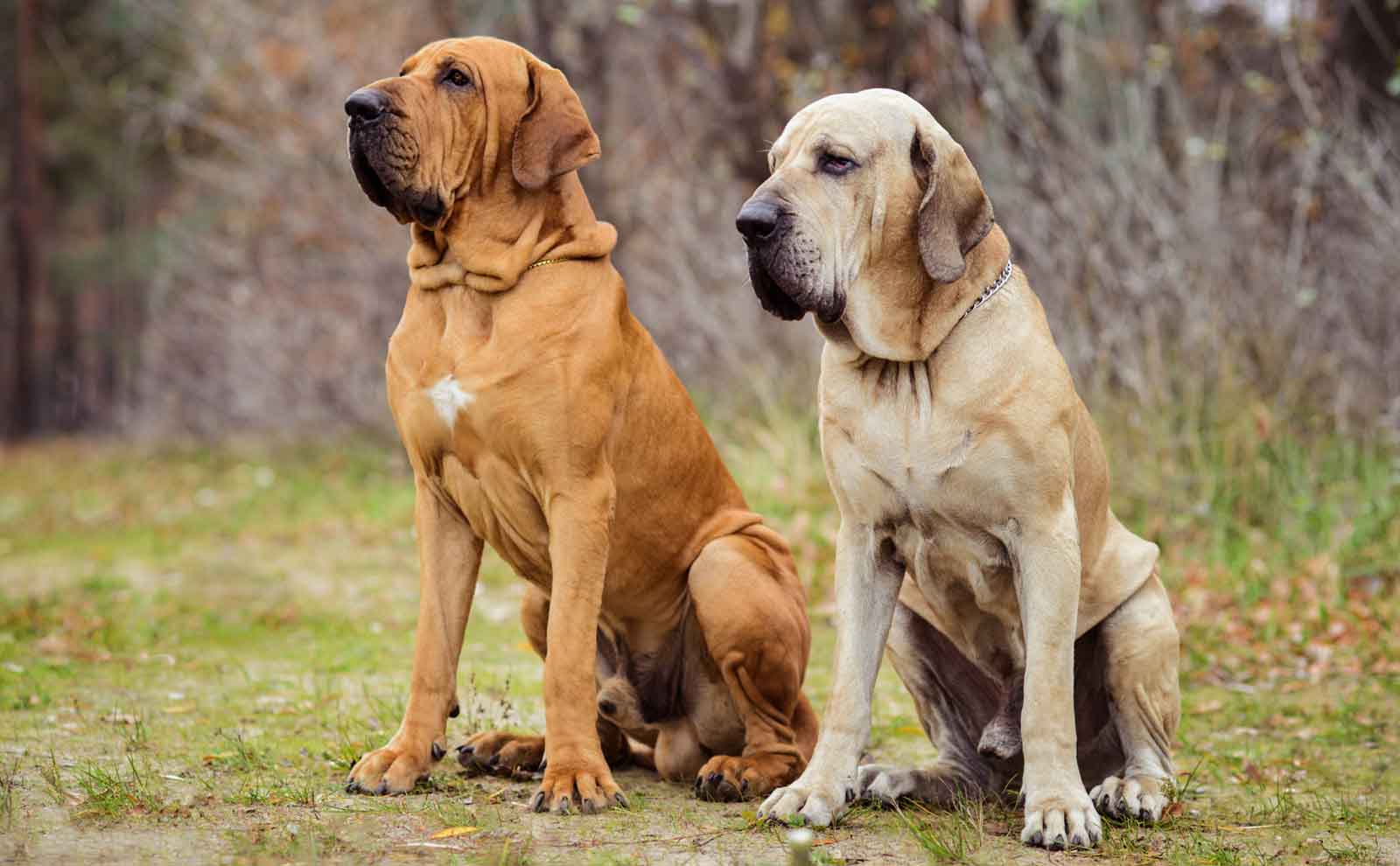 fila brasileiro