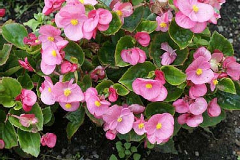 Begônia Cerosa cuidados