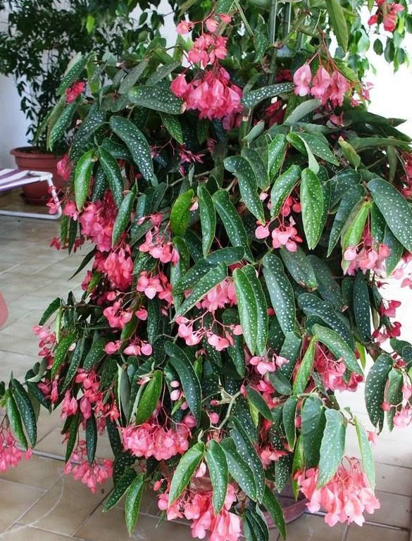 Begônia preço