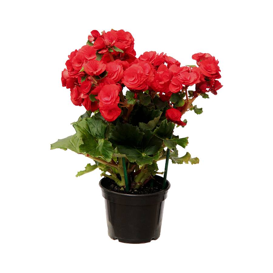 Begônia flor
