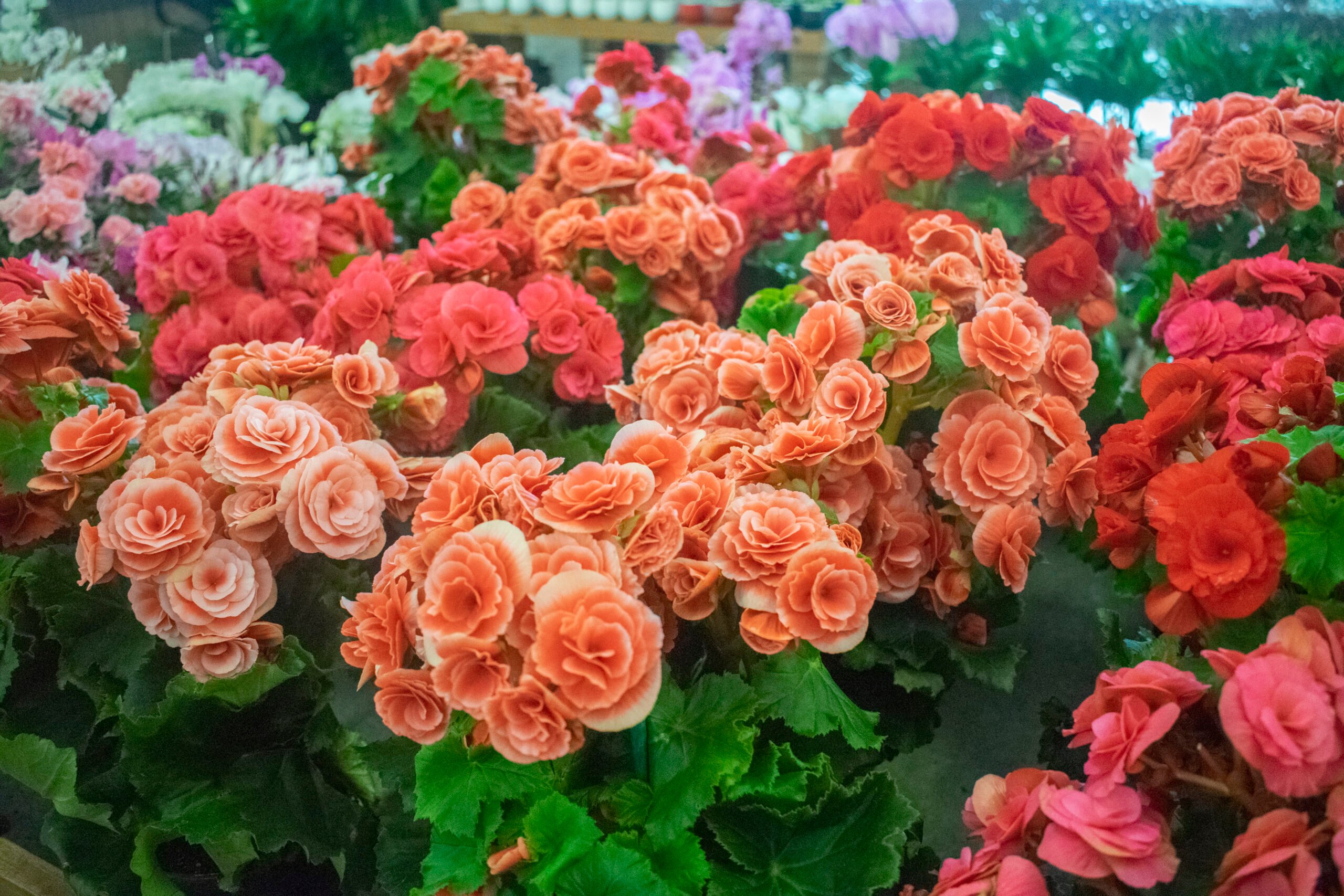 Begônia ornamental
