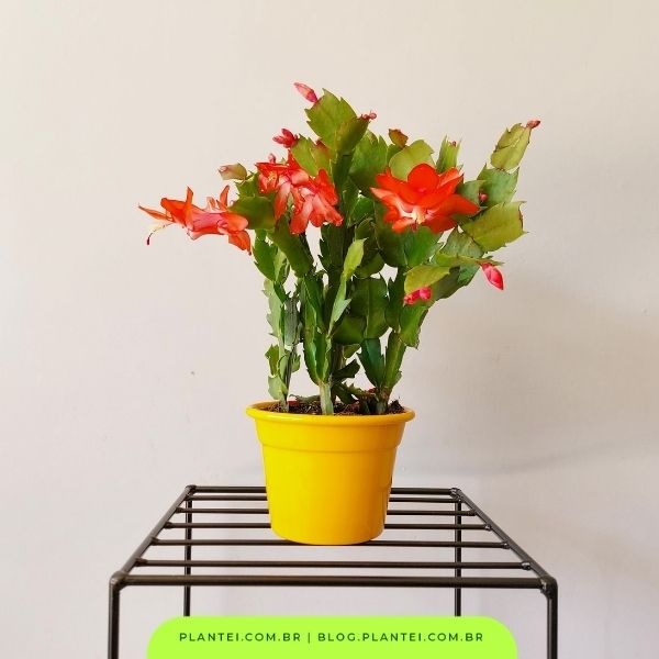 preço médio de um buquê de Eucharis