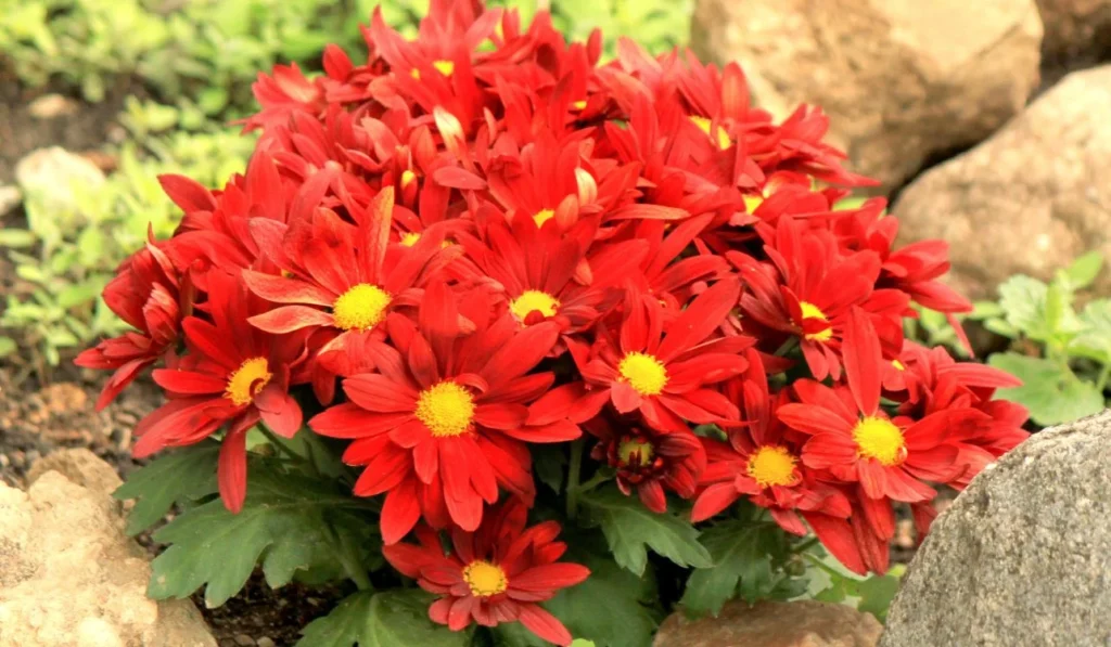 nomes de flores com a letra e para jogo stop