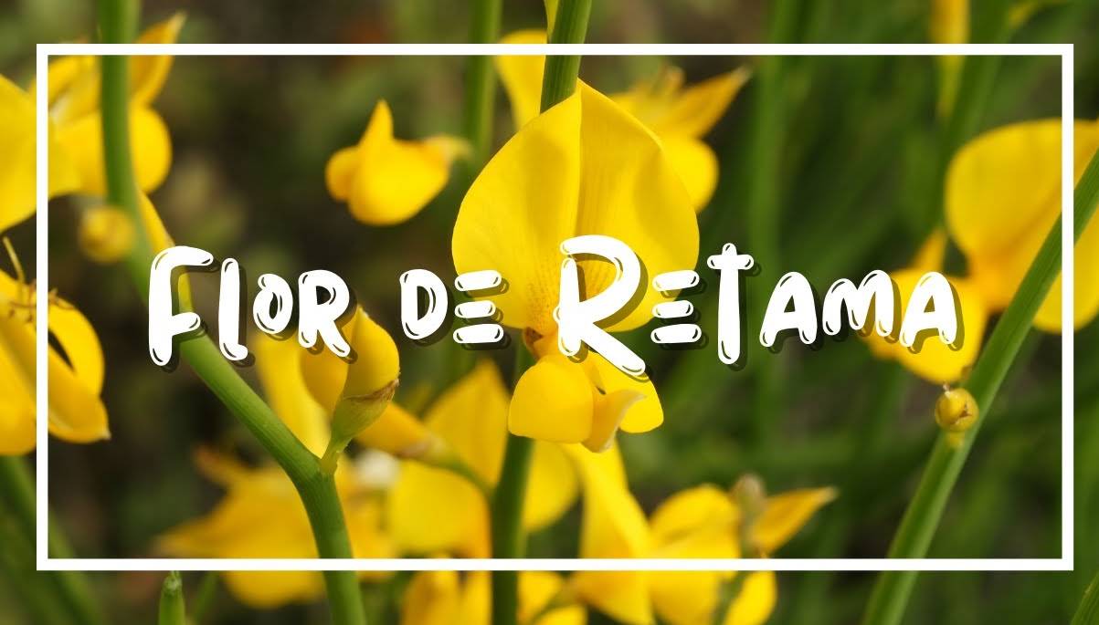 flores com R em vasos