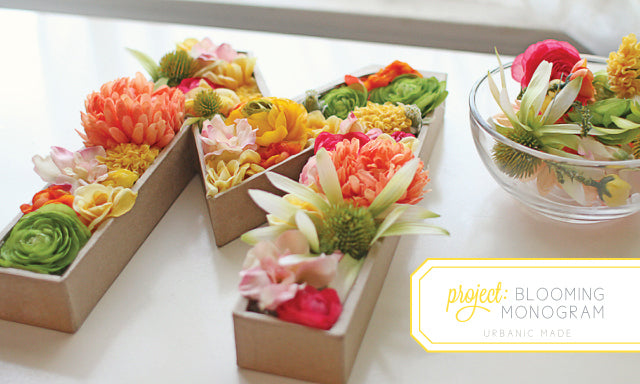 como plantar amor perfeito em vaso