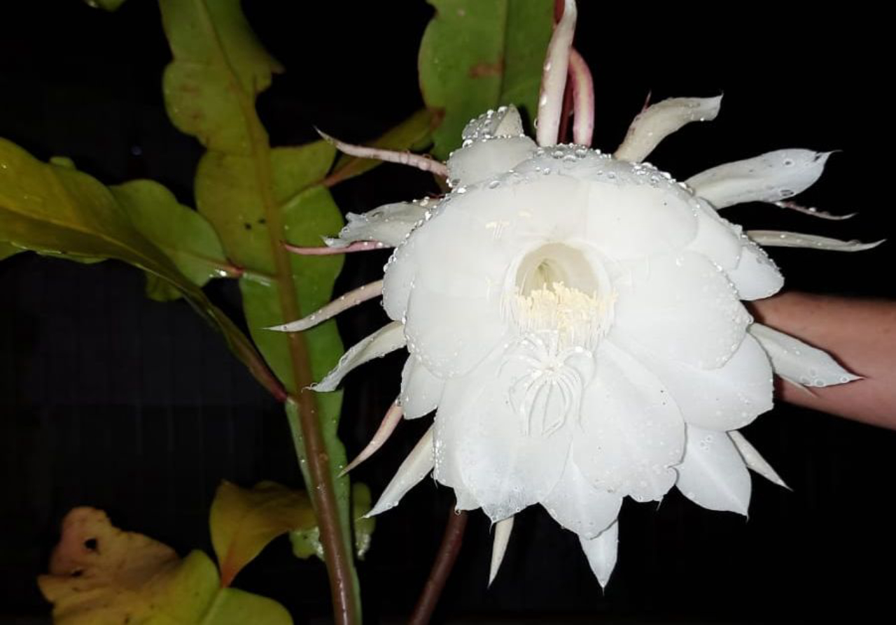 flor dama da noite branca significado