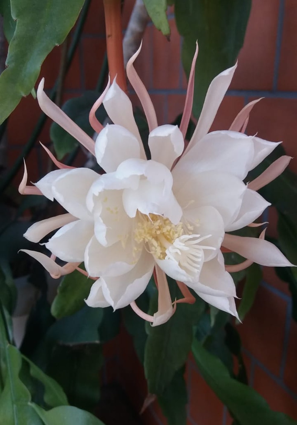 flor dama da noite branca significado