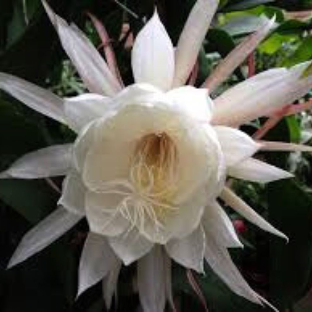 cestrum nocturnum perfume