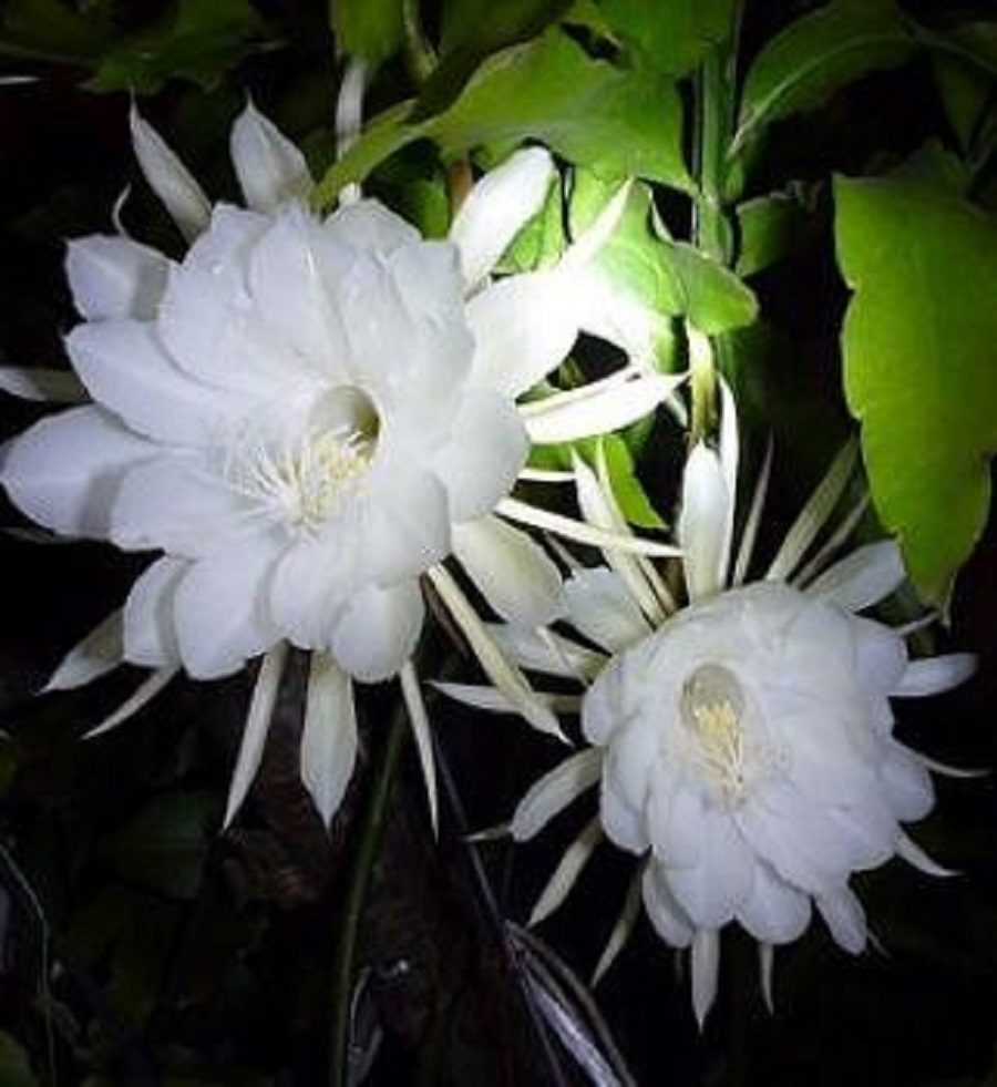 dama da noite branca preço