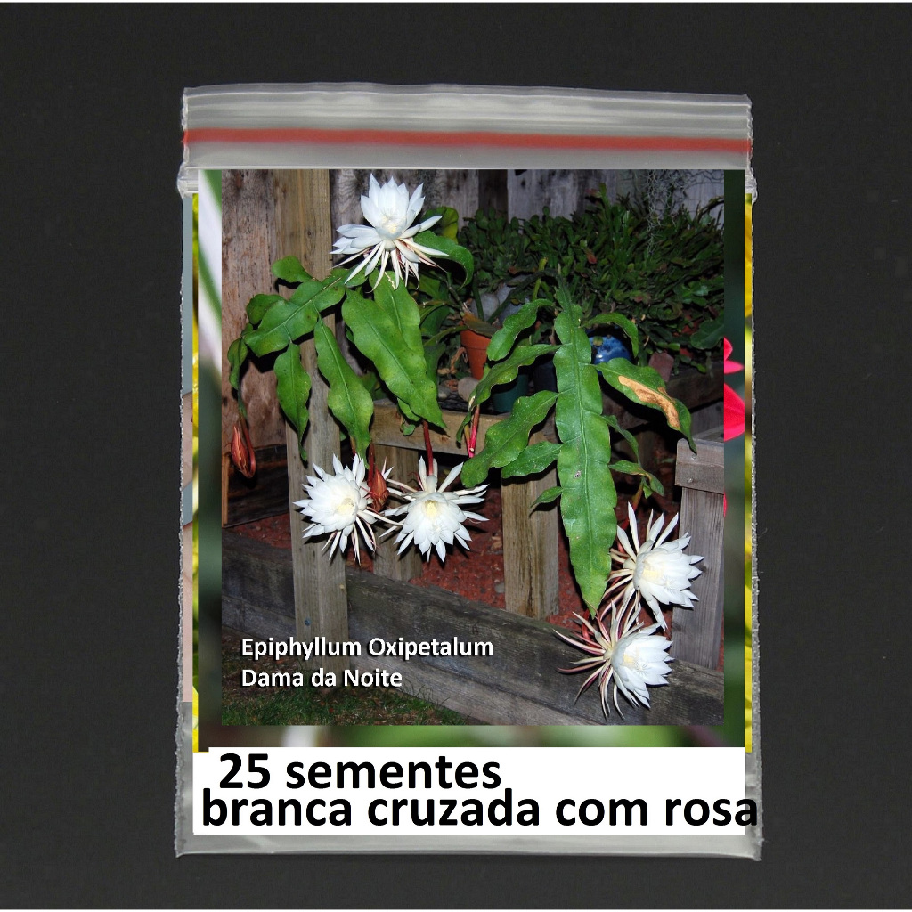 adubação dama da noite
