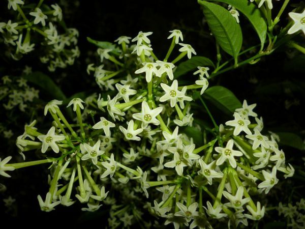 flor dama da noite branca características