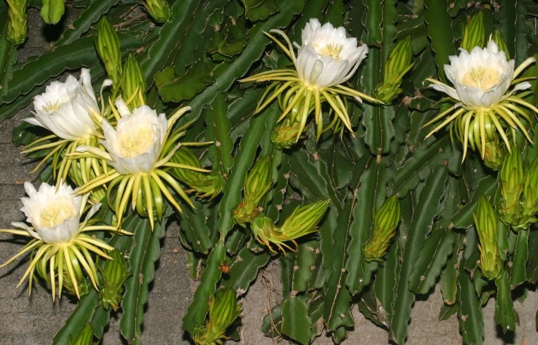 cultivo dama da noite vaso