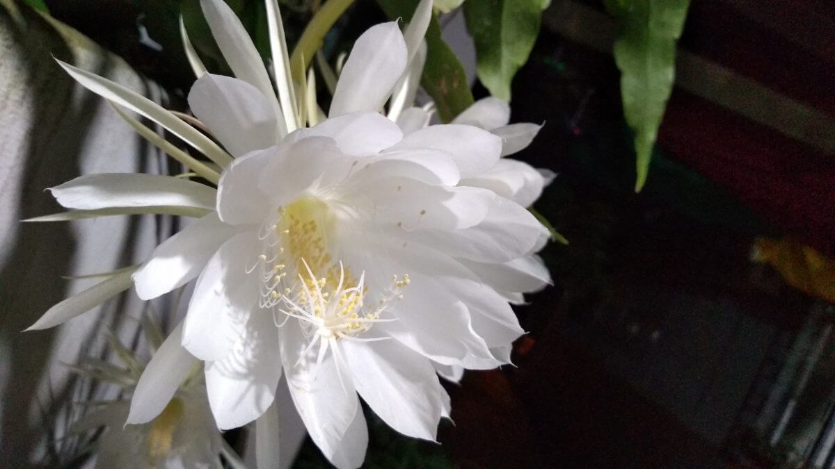 cestrum nocturnum perfume