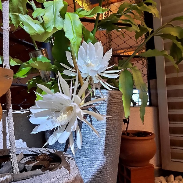 dama da noite em apartamento