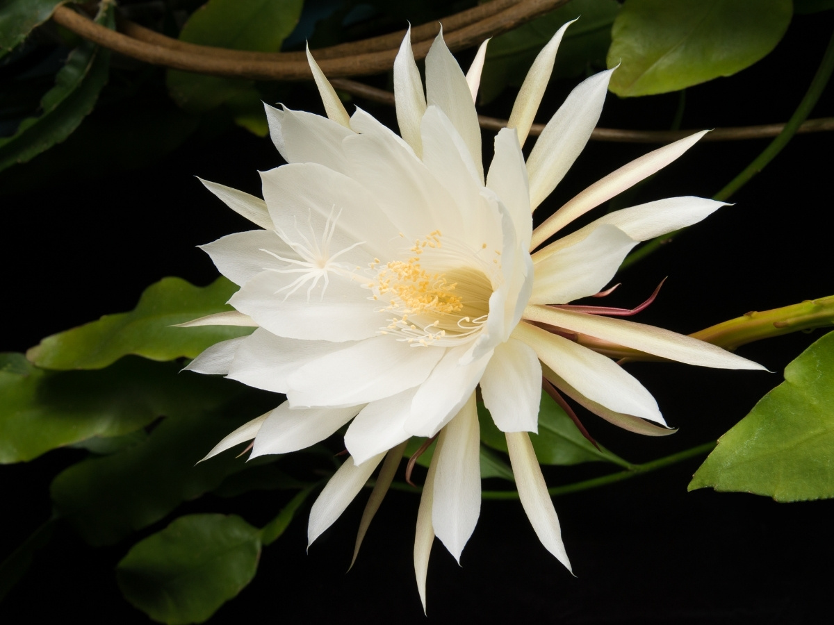 flor dama da noite branca características