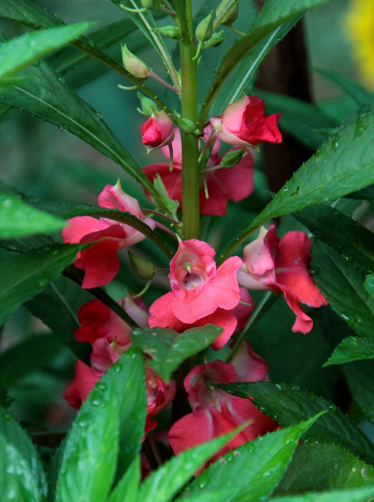 Plantas PANC