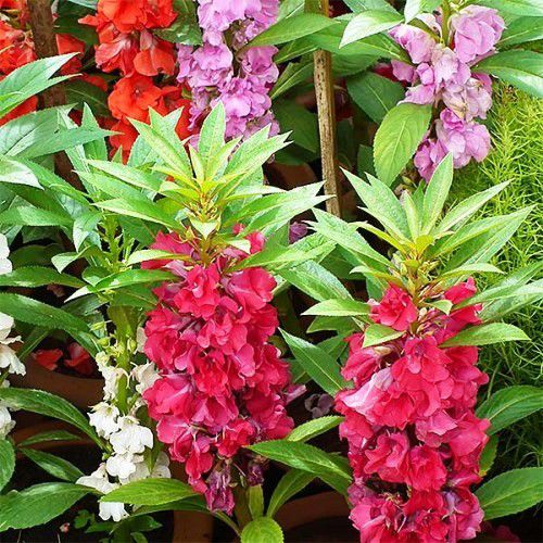 Jardinagem para iniciantes
