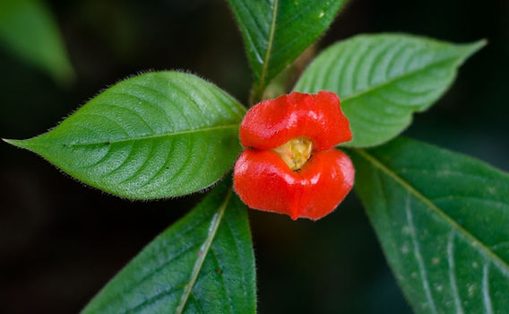 Plantas de meia sombra