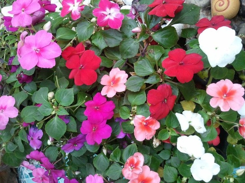 Plantas de sol pleno