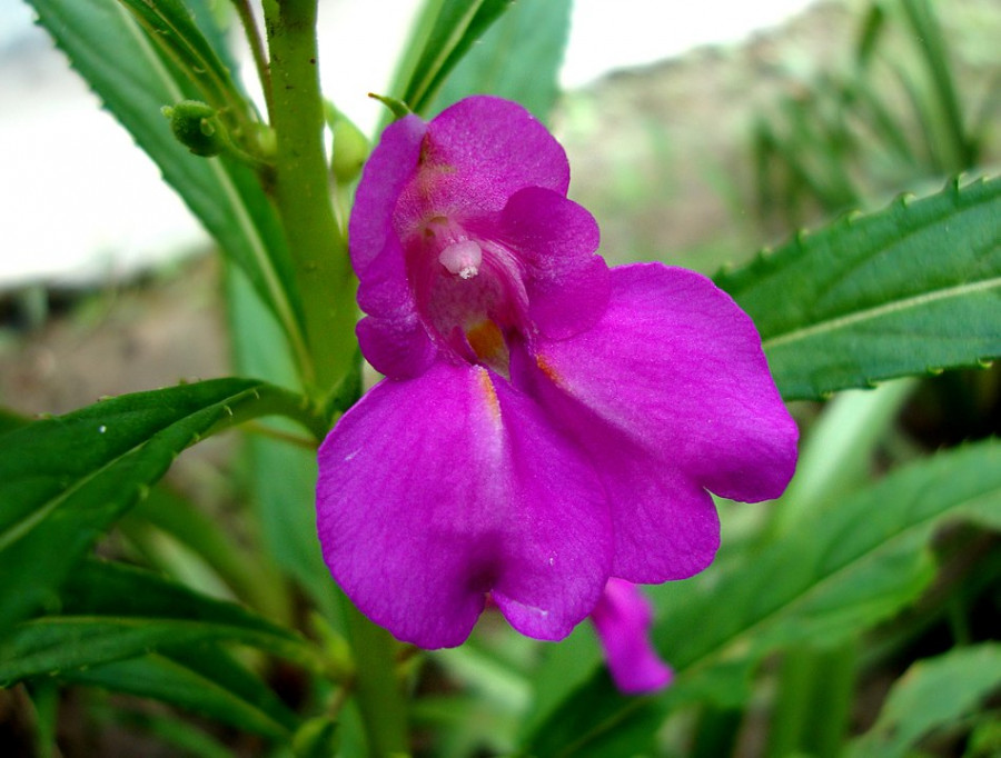 Cultivo de flores em vasos