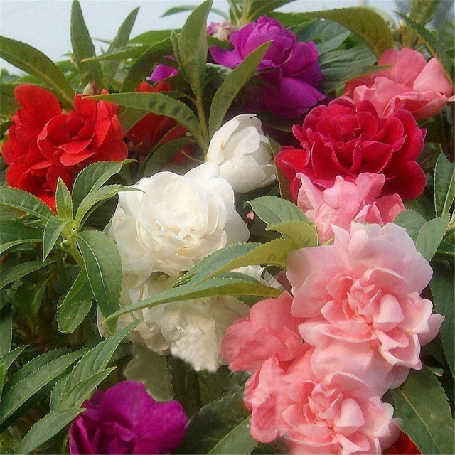 Flores comestíveis