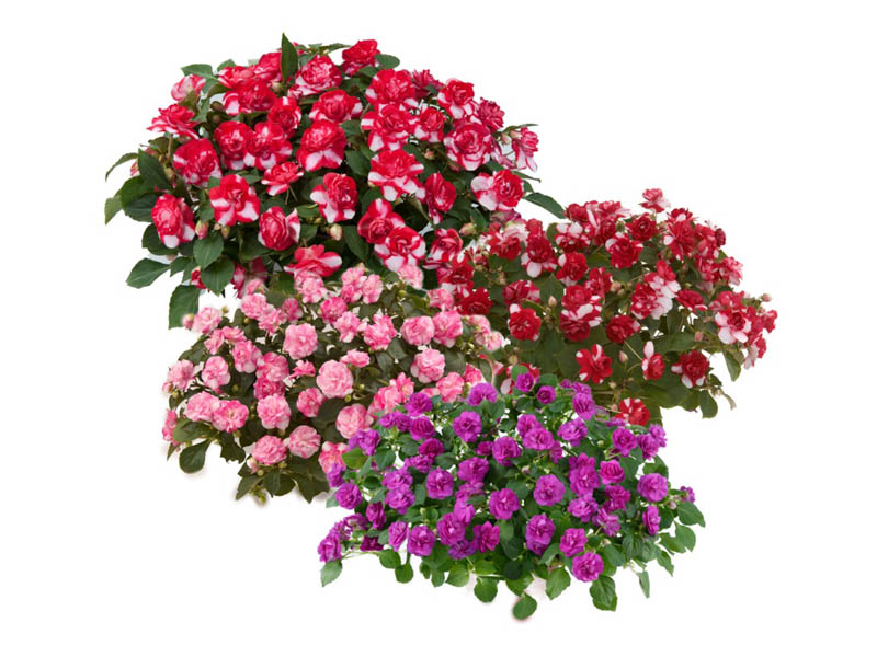 Flor de lábios