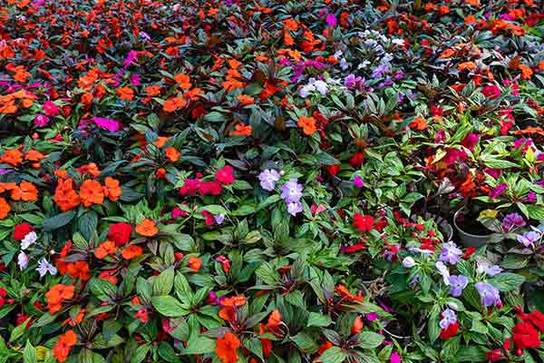 Impatiens walleriana