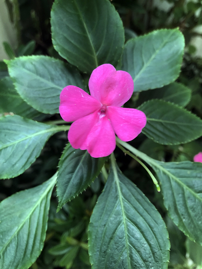 Flor de lábios