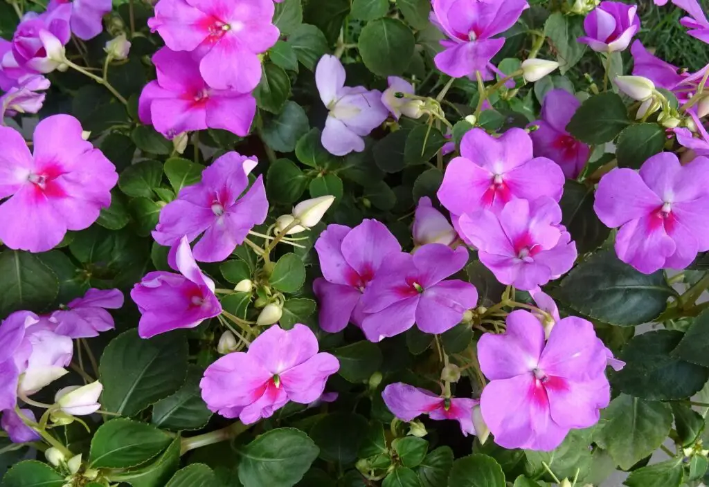 Impatiens hawkeri
