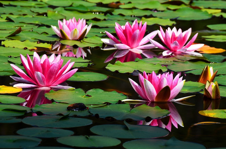 como nao confundir flor de lotus com vitoria regia
