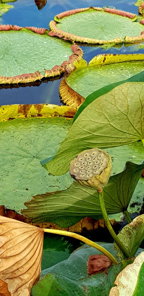 tabela comparativa flor de lotus vitoria regia