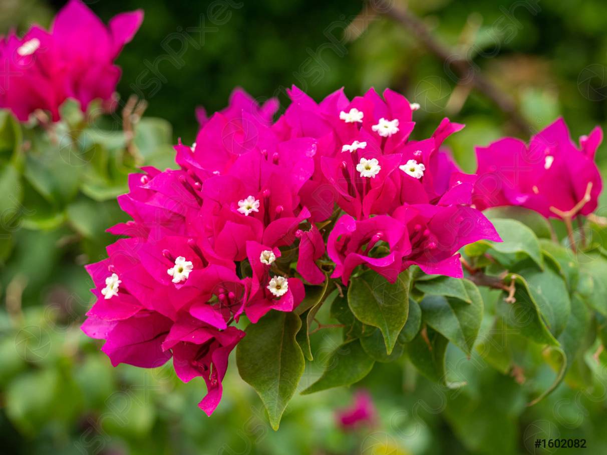 como cuidar de primavera