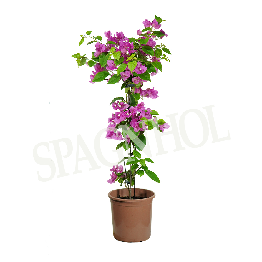 como cuidar de primavera