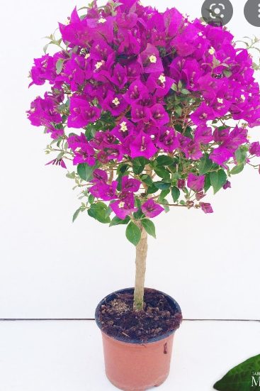 primavera em vaso