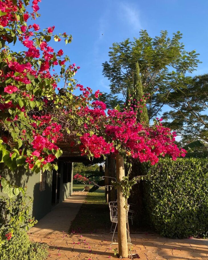 tipos de primavera planta