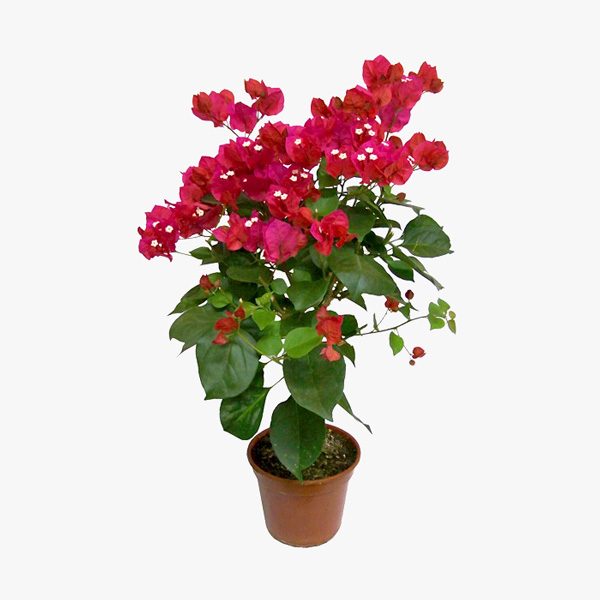 bougainvillea glabra vs spectabilis