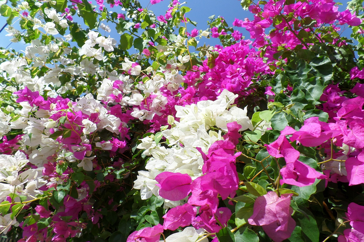 poda de primavera planta
