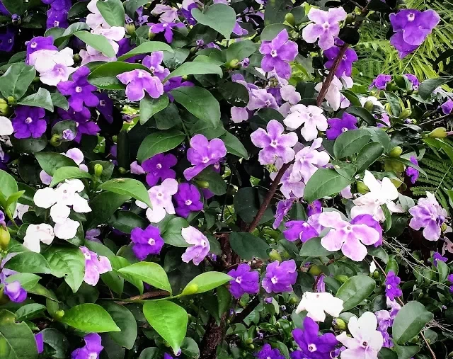 primavera cores
