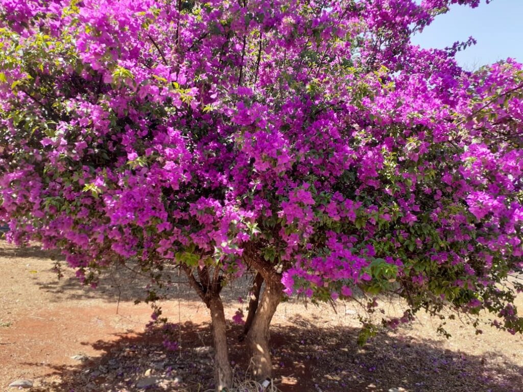 planta primavera sol pleno