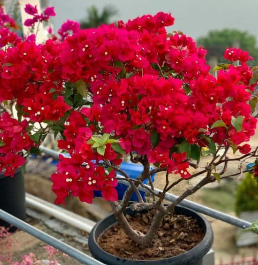 primavera resistente seca