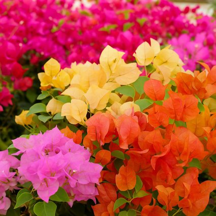 tipos de primavera planta