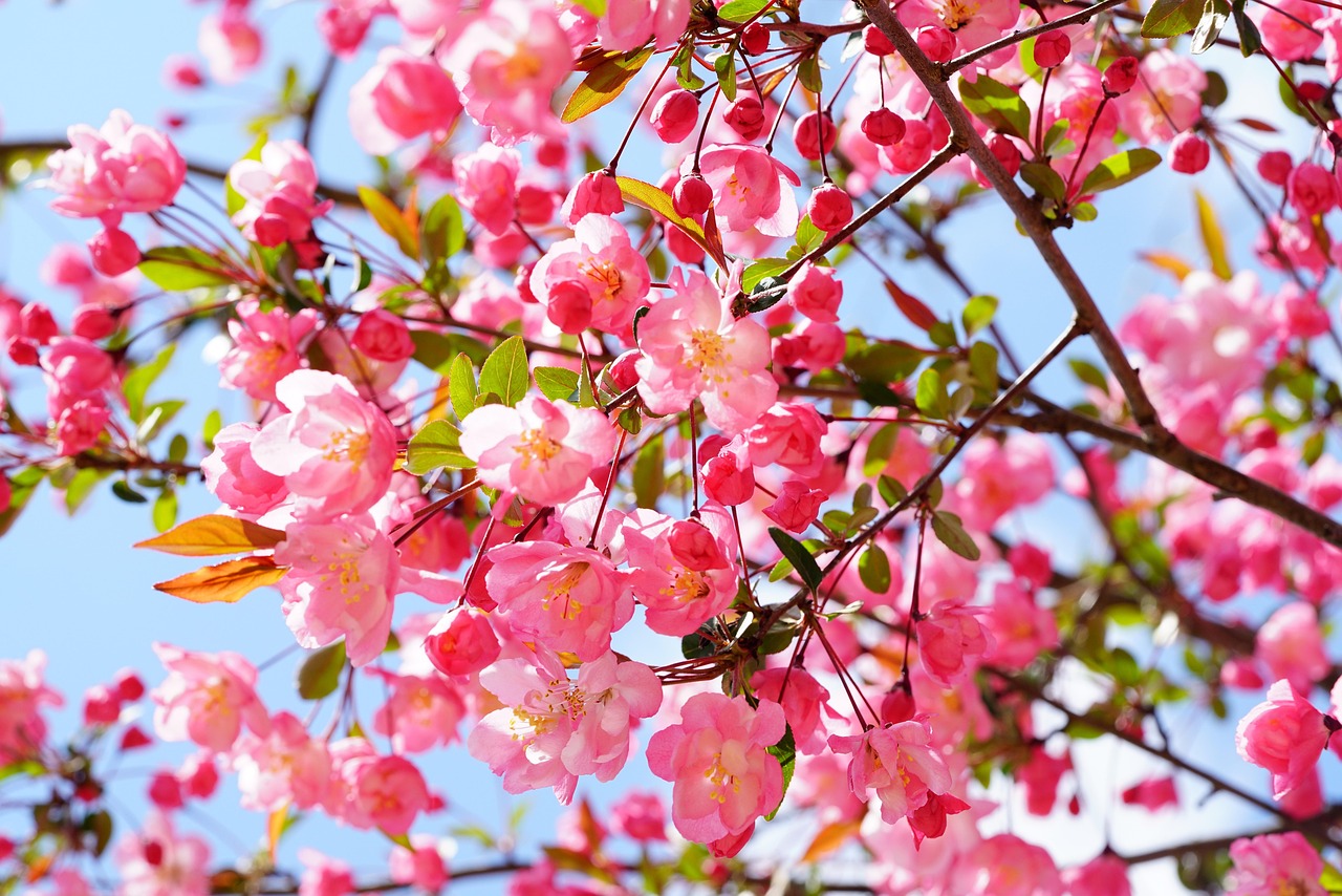 como cuidar de primavera