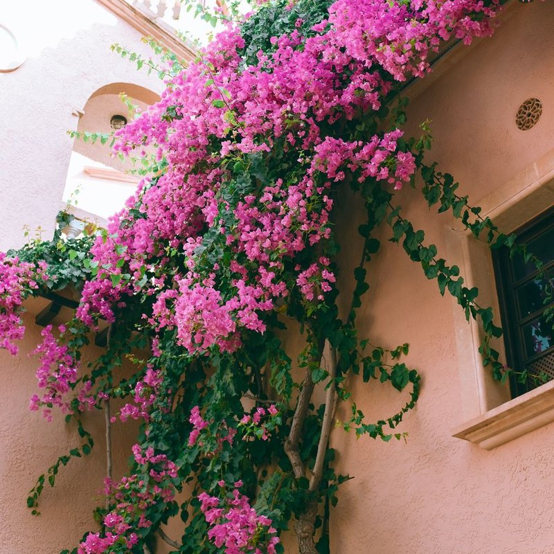 bougainvillea glabra vs spectabilis