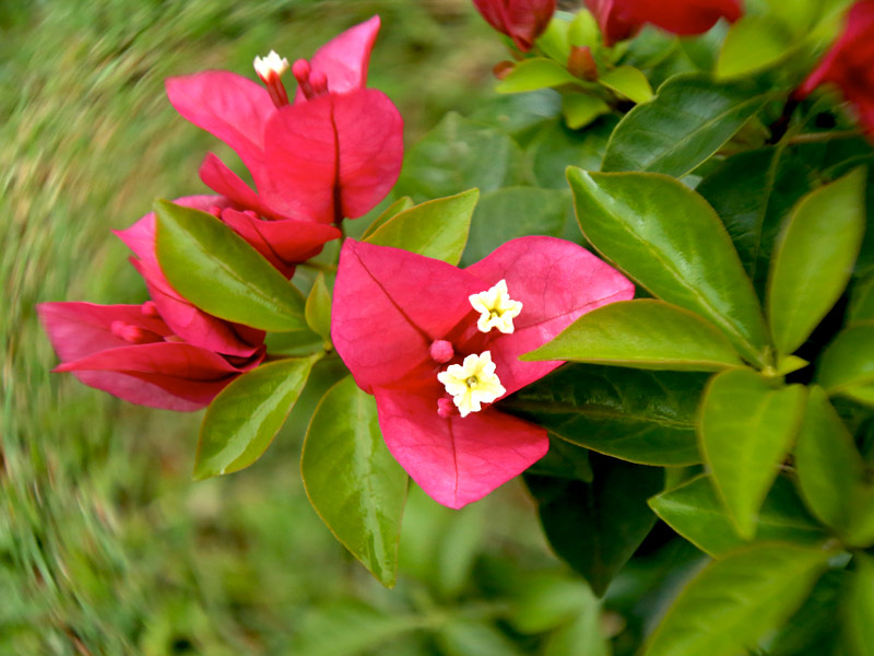 primavera cores