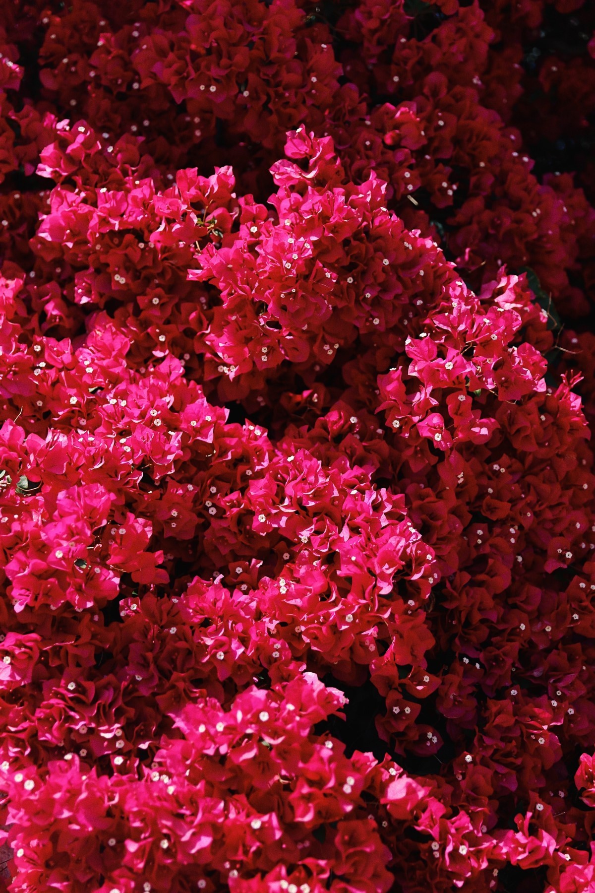 brácteas primavera