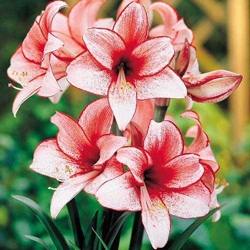 flores que começam com A