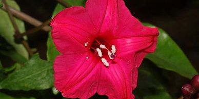 melhores flores com a letra i para decorar