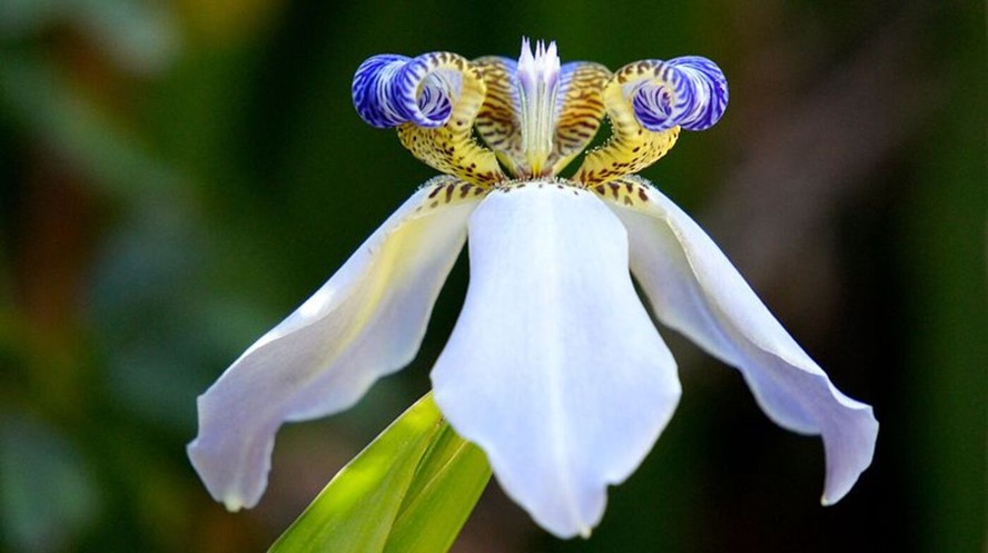 flores que parecem orquídeas